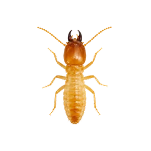 Termite Control