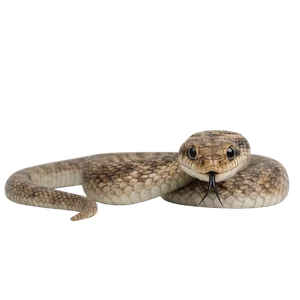 Snake Catcher