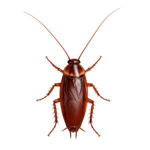 Cockroach Control