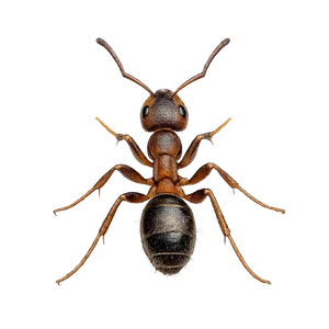 Ant Control