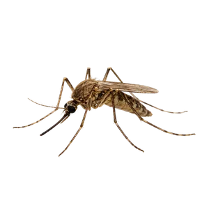 Mosquito Control