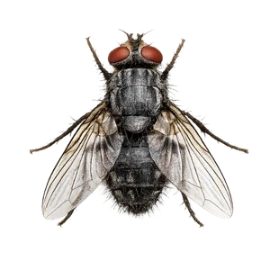 Fly Control