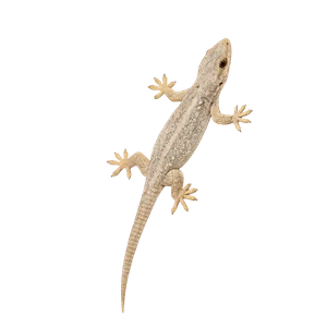 Lizard Control
