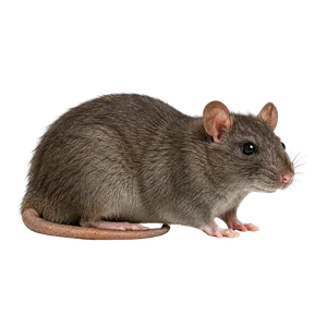Rat Control